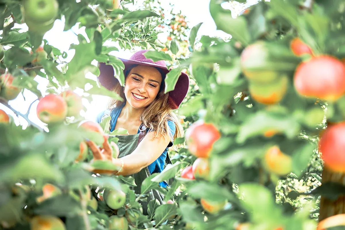Una donna raccoglie mele, sorride raggiante e indossa un cappello da sole.