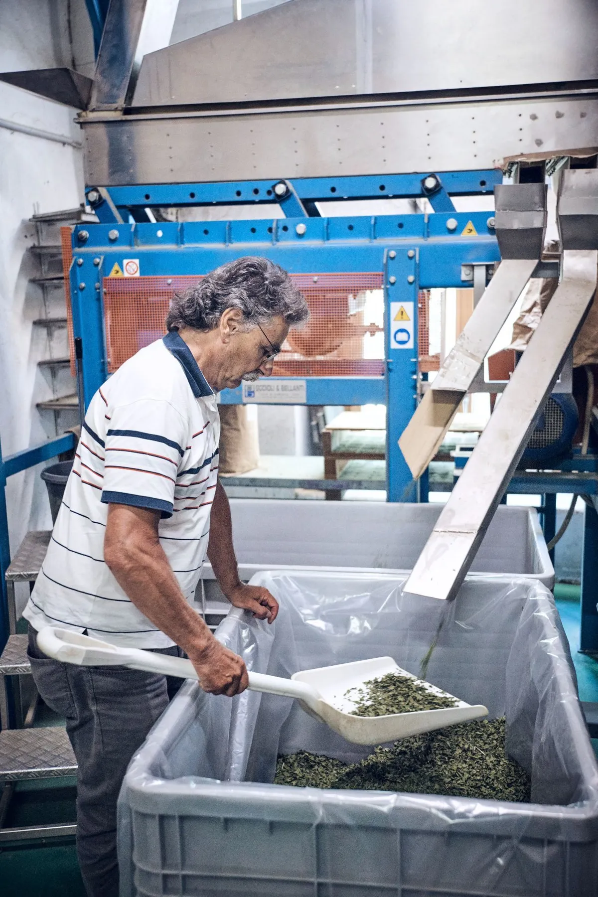 Reto Raselli kontrolliert den ersten Schnitt von getrockneten Brennnesseln. Fremdkörper werden händisch aussortiert.