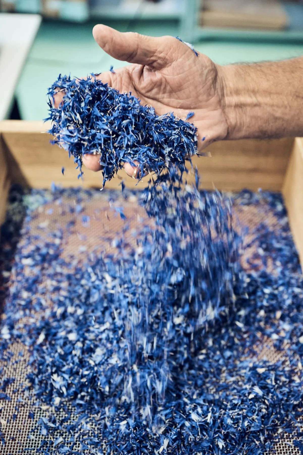 Blaue Kornblumen schmecken leicht süsslich und sehen vor allem hübsch aus: z. B. auf Salaten, Suppen, Pasta.