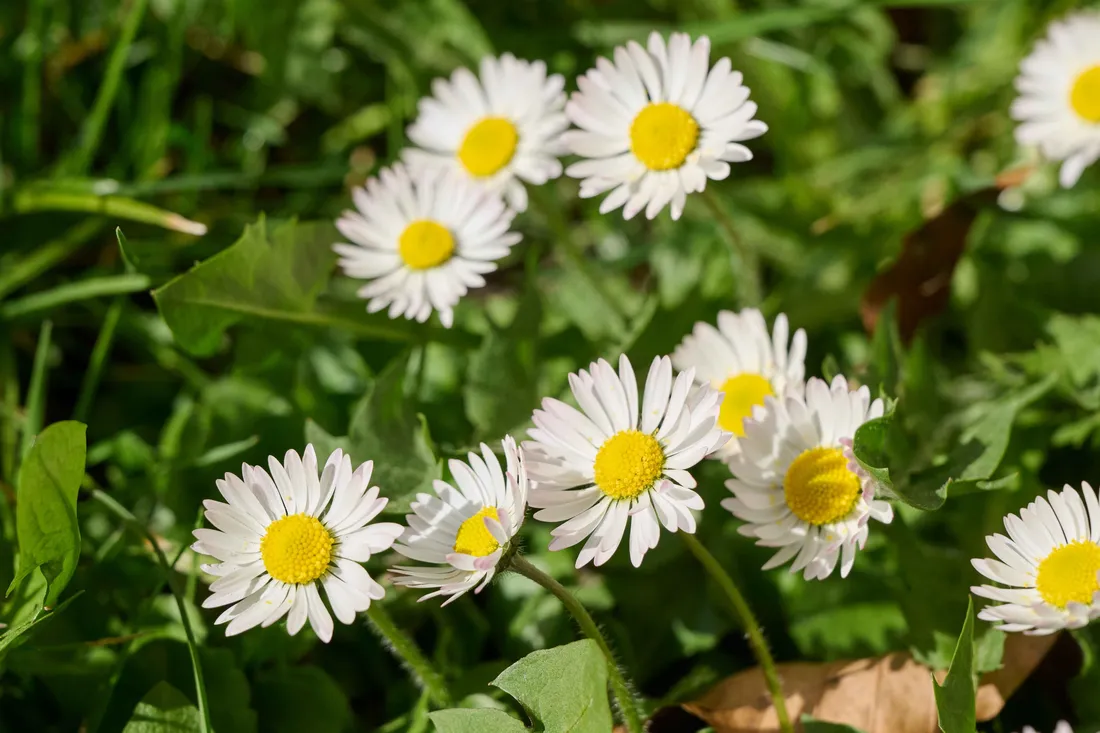 Mehrere weiss-gelbe Gänseblümchen blühen auf einer grünen Wiese im Sonnenschein. Die Blüten haben weisse Blütenblätter und gelbe Blütenmitten, umgeben von saftigem Gras und Blättern.