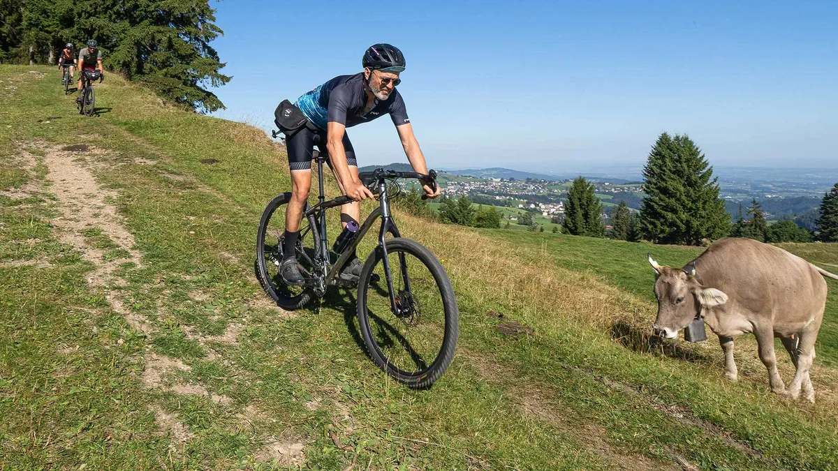 Gravelbiker auf einem Weg mit einer Kuh im Hintergrund