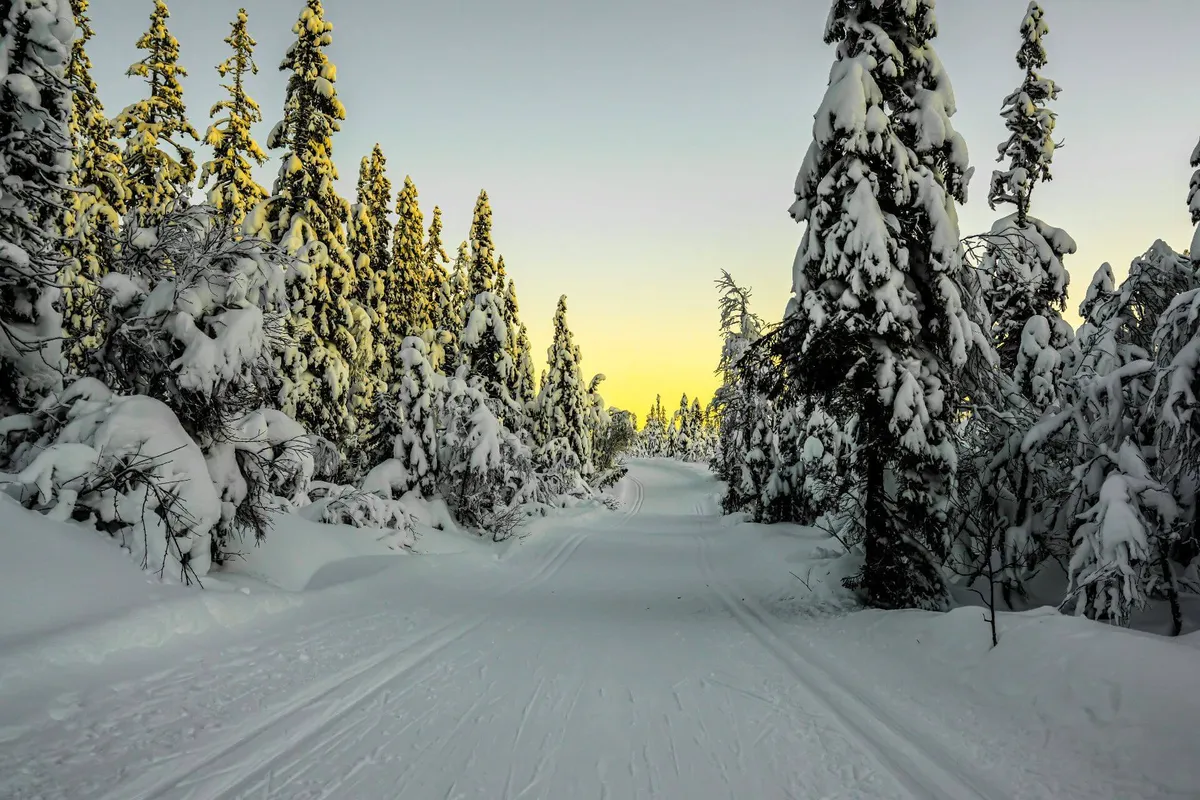 Loipe tra alti abeti coperti di neve al tramonto.