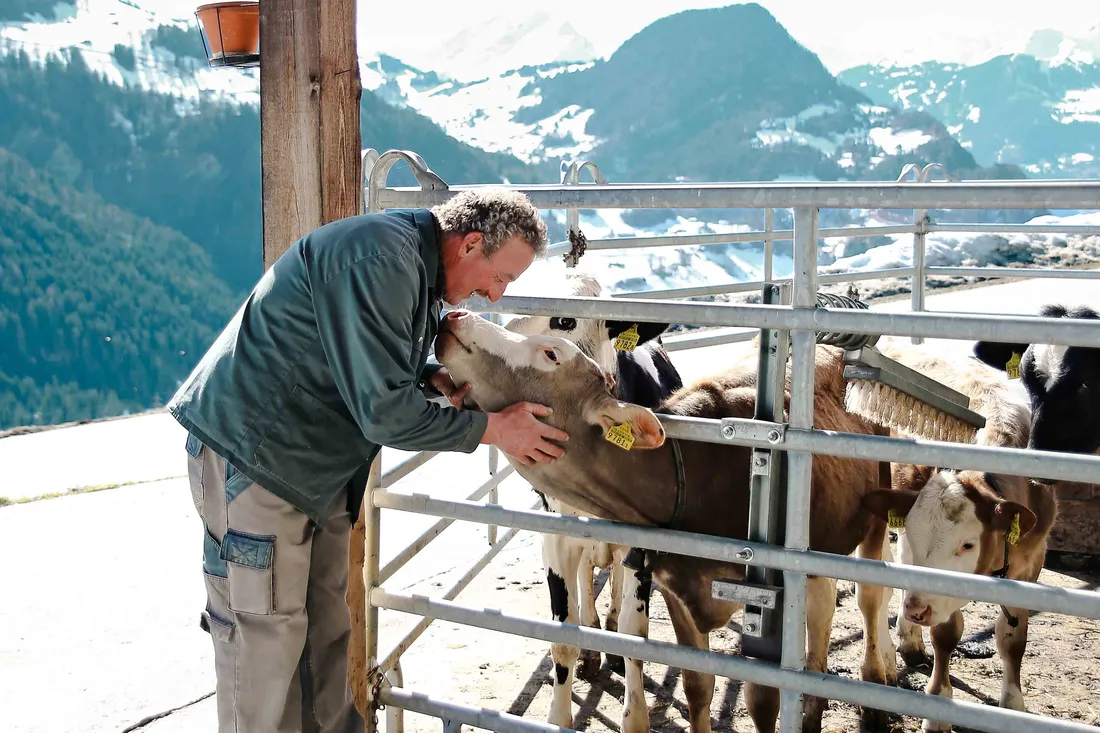 Una persona si trova in una fattoria accanto a un recinto e si prende cura di diversi bovini, con un paesaggio alpino sullo sfondo.