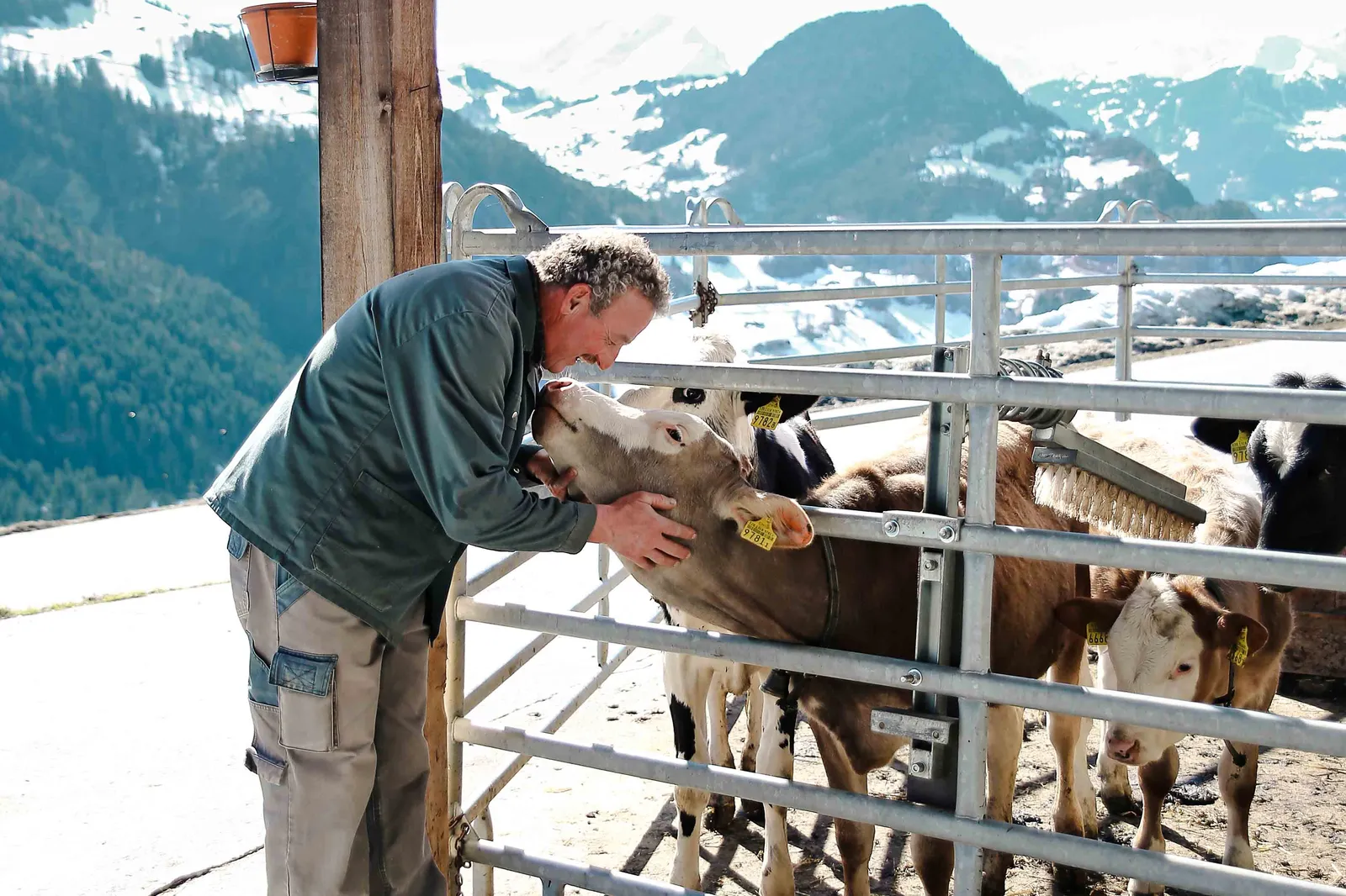 Una persona si trova in una fattoria accanto a un recinto e si prende cura di diversi bovini, con un paesaggio alpino sullo sfondo.