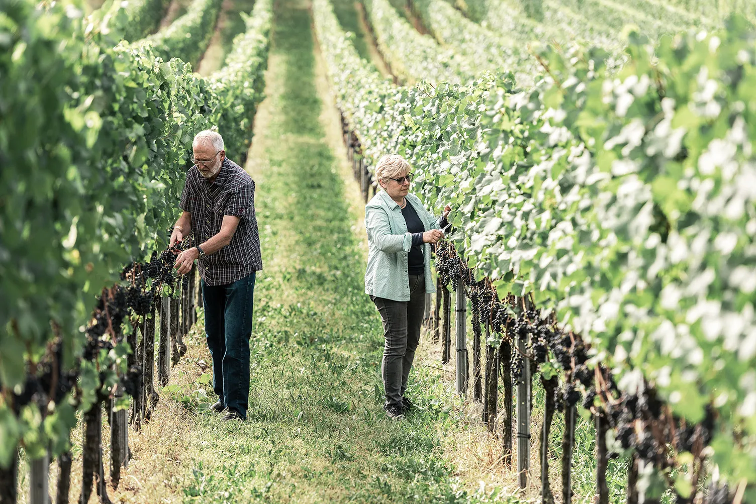 Due persone lavorano in un vigneto e tagliano l’uva dalle viti disposte in filari paralleli.