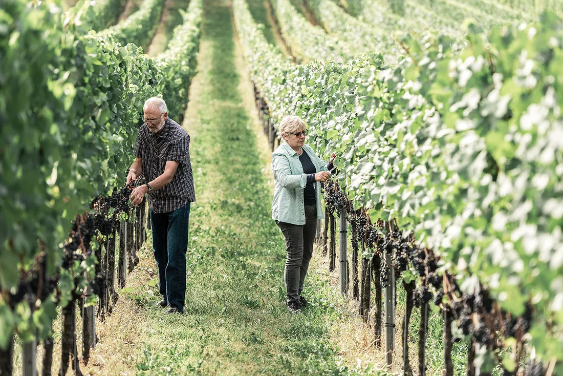Due persone lavorano in un vigneto e tagliano l’uva dalle viti disposte in filari paralleli.